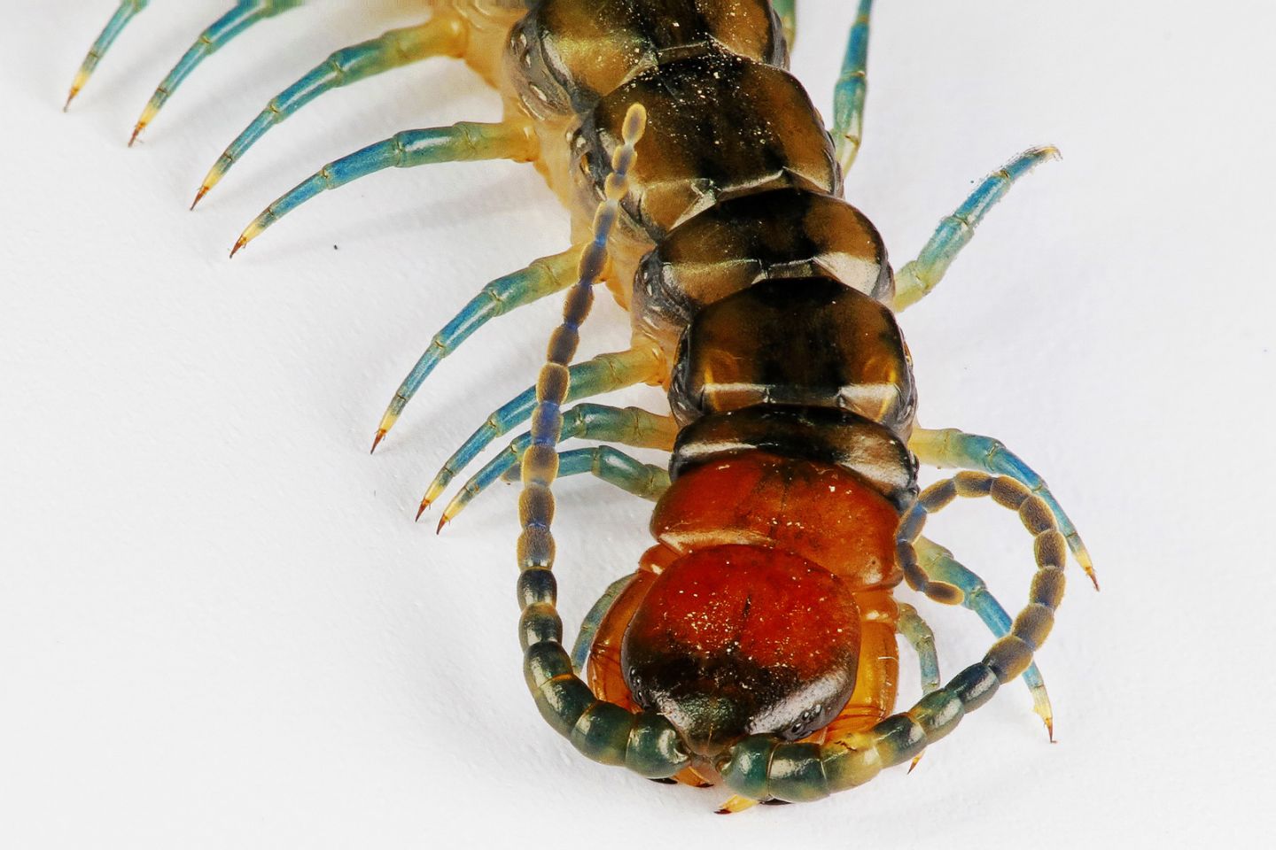 Scolopendra cingulata (Scolopendridae)